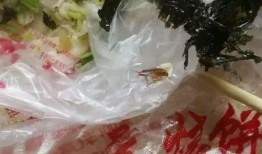 烧饼泡澡爆料视频在线观看,揭秘网红泡澡新潮流